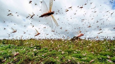 La Octava Plaga Aparece en el Chaco Paraguayo [VIDEO]