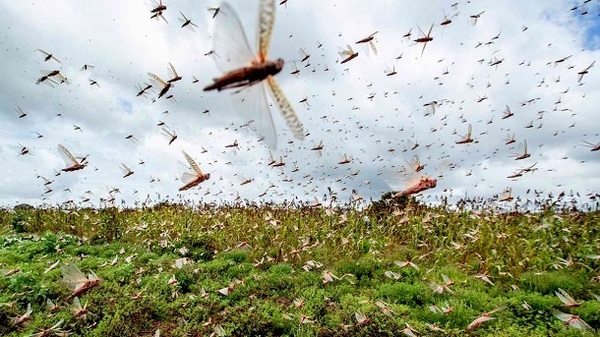 La Octava Plaga Aparece en el Chaco Paraguayo [VIDEO]