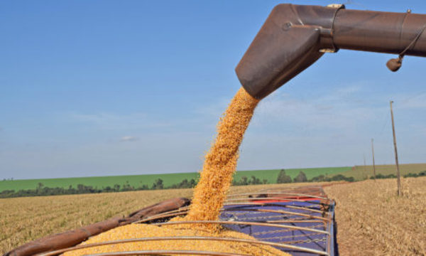 » Menos envíos de soja y trigo, el doble en maíz