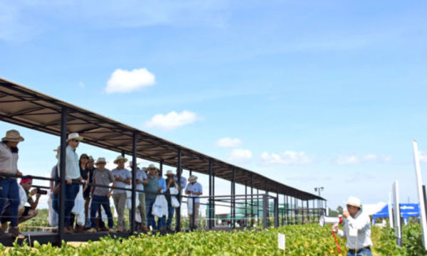 » ESTACIÓN DE CONOCIMIENTO SYNGENTA 2020: Innovaciones y conocimientos