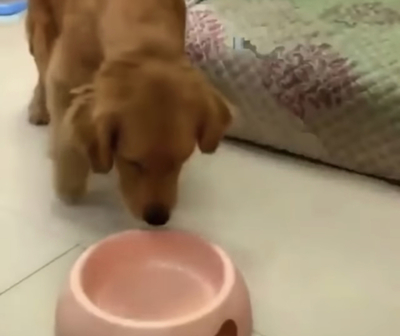 Definitivamente, no merecemos a los perritos
