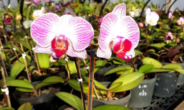 » Plagas y enfermedades comunes en las orquídeas