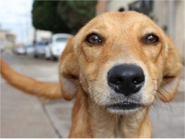 El reto de proteger animales durante la pandemia del Covid-19 en Bolivia