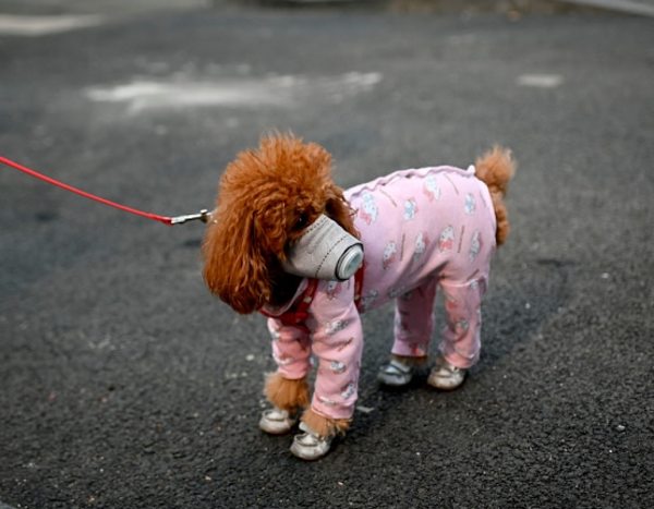 Recomendaciones para detectar contagio de COVID-19 en animales - Mascotas - ABC Color