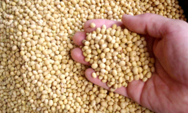 » Exportación de soja se complica por bajante del Paraná