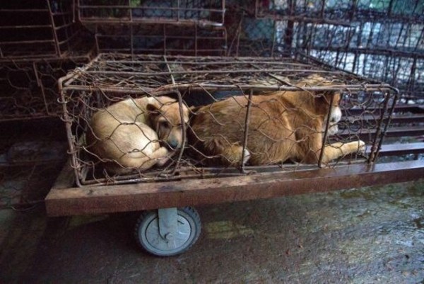 China decide prohibir el consumo de carne de perros y gatos
