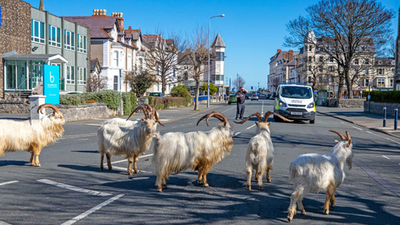 Video: cabras salvajes se adueñaron de las calles de Gales y se comieron los jardines de las viviendas