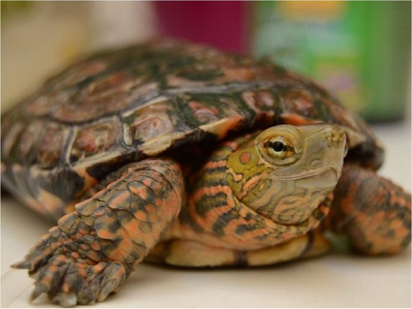 Multan con 400 euros a sexagenaria por pasear a su tortuga en cuarentena