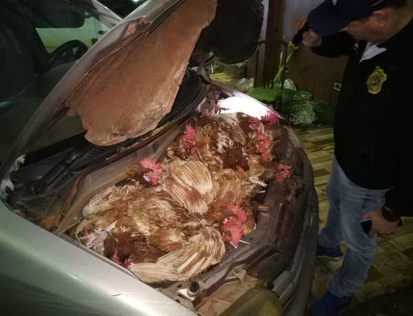 Vehículo con “MOTOR” de gallinas