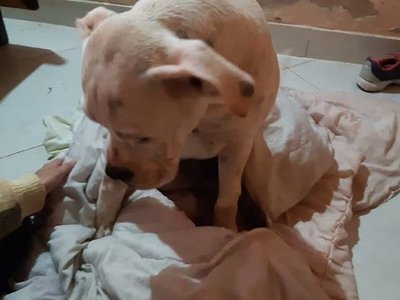 Bomberos rescatan a un perro que cayó a un pozo de 15 metros