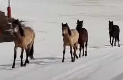 Caballos salvajes corren por un centro de esquí aprovechando la ausencia de seres humanos - SNT