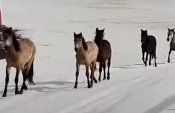 Caballos salvajes corren por un centro de esquí aprovechando la ausencia de seres humanos - C9N