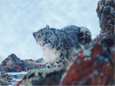 Captan en Rusia al leopardo de las nieves durante cuarentena por Covid-19