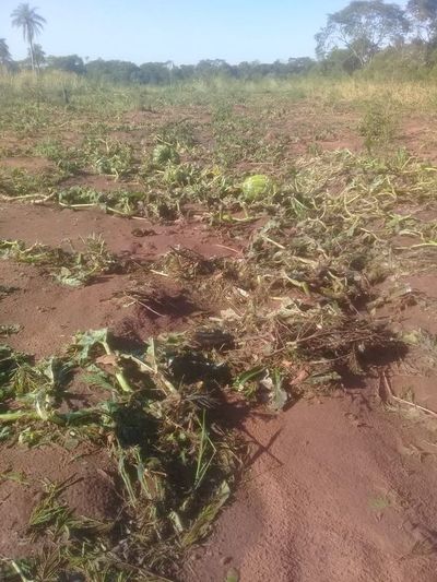 Campesinos afectados por temporal aguardan ayuda de las autoridades - Nacionales - ABC Color