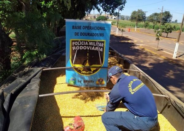 Caen en Brasil 5.500 kilos de marihuana paraguaya