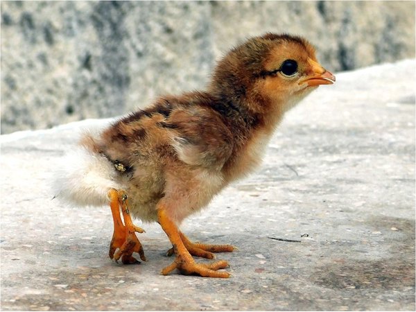 El pollito de cuatro patas que maravilla a una comunidad en Cuba