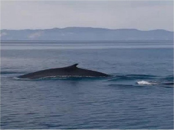 Hallan altos niveles de plastificantes en ballenas del océano Atlántico