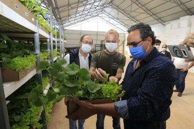 Central distribuirá 80.000 plantines de hortalizas