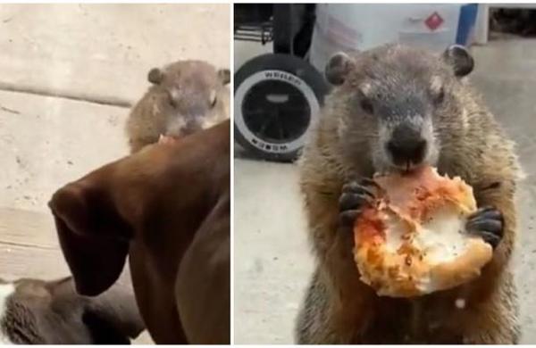 Marmota intrusa saboreó un trozo de pizza y se burló de dos perros en su propia casa - SNT