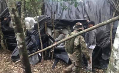 Incautan más de 4 toneladas de marihuana en campamento clandestino