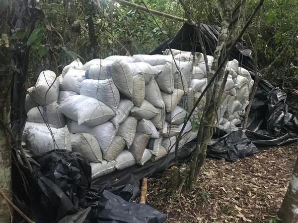 Destruyen más de 4 mil kilos de marihuana picada | Radio Regional 660 AM