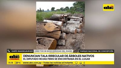 Denuncian tala irregular de árboles nativos - ABC Noticias - ABC Color