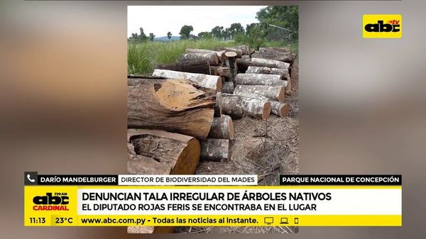 Denuncian tala irregular de árboles nativos - ABC Noticias - ABC Color