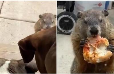 Marmota intrusa saboreó un trozo de pizza y se burló de dos perros en su propia casa - C9N