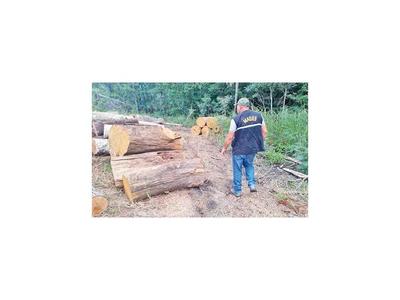 Constatan desmonte en Parque San Luis