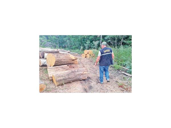 Constatan desmonte en Parque San Luis