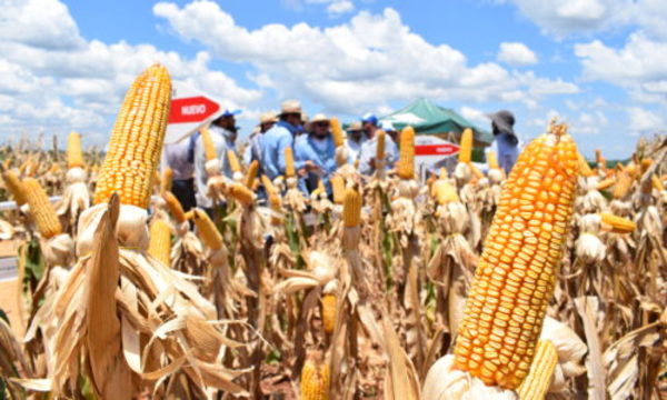 » Para el Usda aumenta la producción mundial de maíz