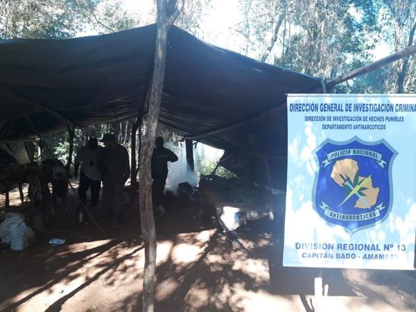 Destruyen 12 hectáreas de marihuana en Cadete Boquerón