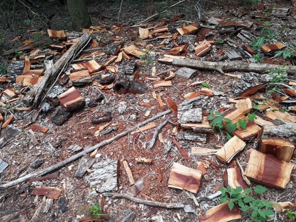 Diputado Rojas Feris rechaza estar vinculado en conflicto ambiental