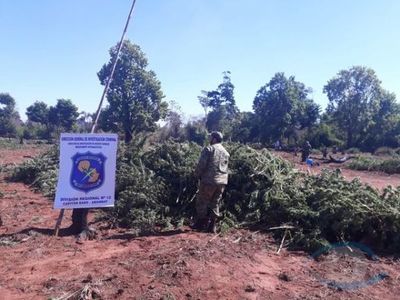 Destruyen 12 hectáreas de marihuana en Amambay
