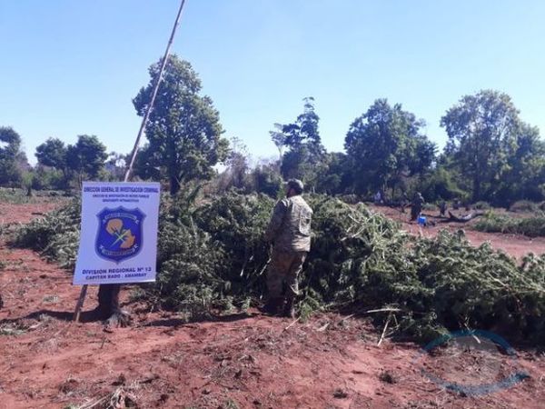 Destruyen 12 hectáreas de marihuana en Amambay