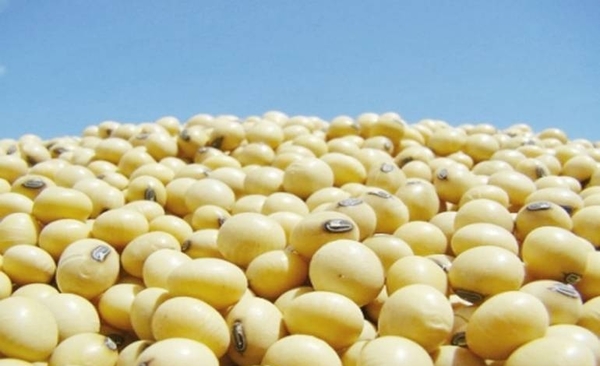 HOY / Buena producción de soja y maíz, pero notoria caída de los precios