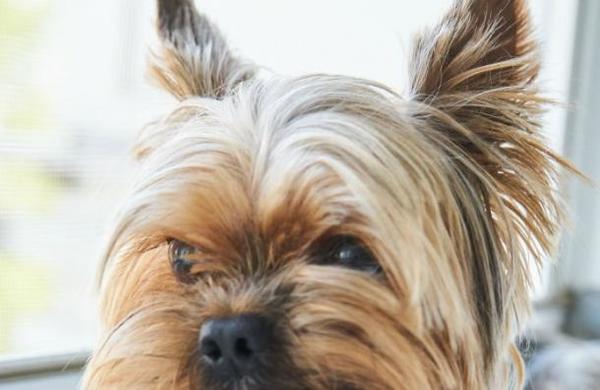La graciosa imagen de un perro con la dentadura postiza de su dueño - SNT