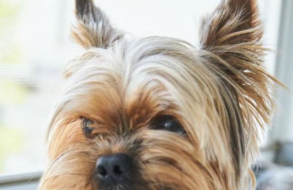 La graciosa imagen de un perro con la dentadura postiza de su dueño - C9N