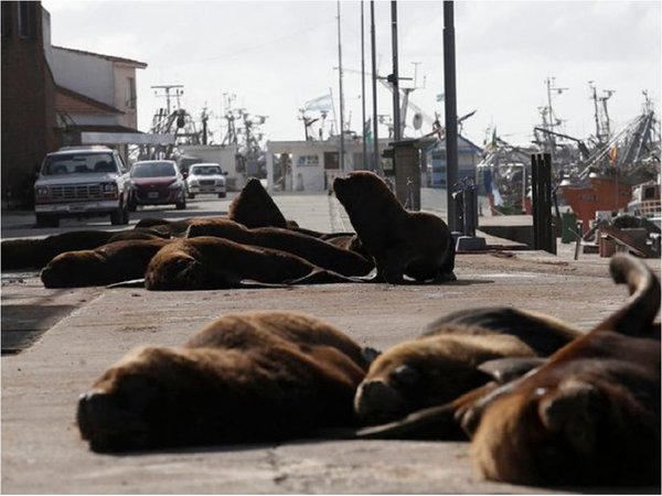 Lobos marinos, a sus anchas en una Mar del Plata vacía