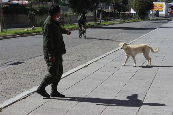 El reto de proteger animales durante la pandemia  - Mascotas - ABC Color