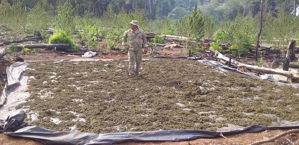 51 toneladas de marihuana fue destruido en Alto Paraná