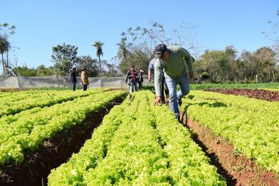 Productores agrícolas trabajan con incertidumbre