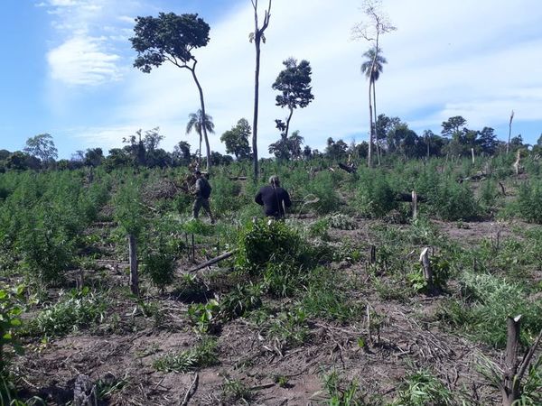 Destruyen cinco hectáreas de plantaciones de marihuana en Bella Vista - Nacionales - ABC Color