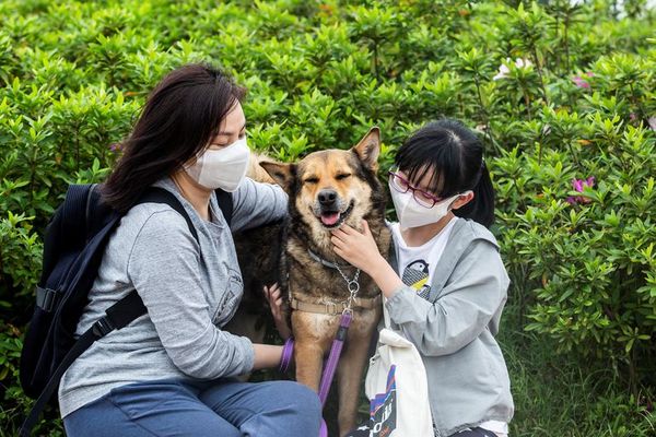 Solicitud de adopción de mascotas aumentó desde el inicio de la cuarentena - Nacionales - ABC Color