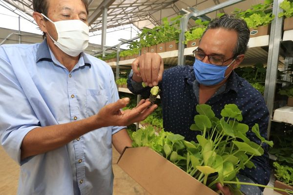 Gobernación de Central prepara la segunda entrega de plantines