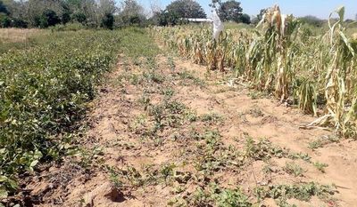 La sequía golpea más que covid-19 a comunidades de la Región Occidental - Interior - ABC Color