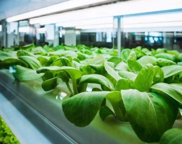 ¿Conoces los beneficios del cultivo hidropónico? » Ñanduti
