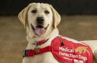 Adiestran perros para que puedan detectar a personas contagiadas de coronavirus - SNT