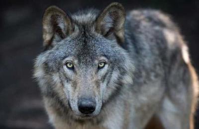 Se creía un animal extinto: avistan a un lobo gris después de más de un siglo - SNT