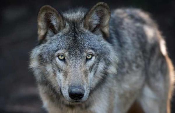 Se creía un animal extinto: avistan a un lobo gris después de más de un siglo - SNT